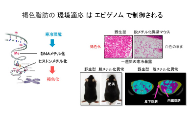 老化・代謝疾患コアセンター