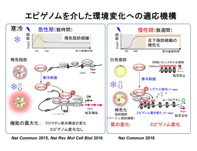 老化・代謝疾患コアセンター