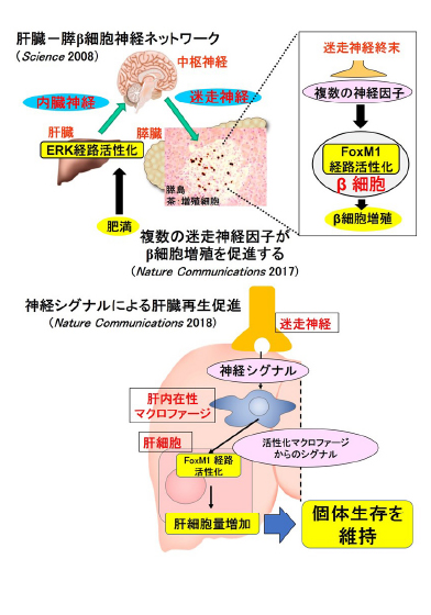 老化・代謝疾患コアセンター